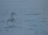 Sketch Garganey.jpg