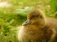 Goose Chick 004N.jpg