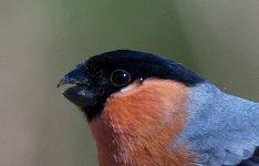 Bullfinch 100pc Crop.jpg