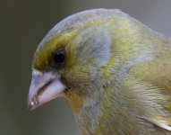 Greenfinch 100pc Crop.jpg