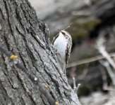 brown creeper resize IMG_3392.jpg