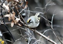 Golden Crowned Kinglet resize IMG_3402.jpg