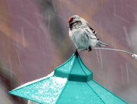 hoary redpoll resize IMG_3213.jpg