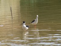 Black-winged Stilt.jpg