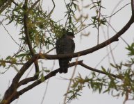 Chinese Sparrowhawk.jpg