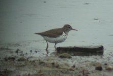 spotted sandpiper.jpg