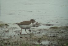 spotted sandpiper 2.jpg