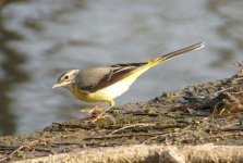 Grey Wagtail.jpg