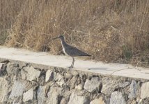 Whimbrel.jpg