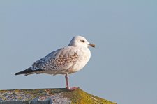 Gull 1_0576.JPG