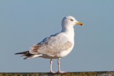 Gull 2_0578.JPG