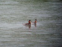 Red-necked Phalaropes UW 300511.jpg