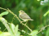 Fledged Juvenile Willow Warbler Moors 300511.jpg