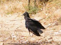 Black vulture.jpg