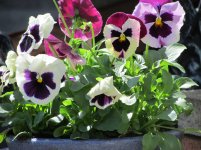 pansies_crop.jpg