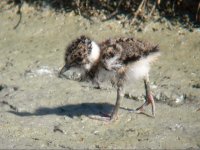 Lapwing Chick - Upton Warren 03.05.11 re-size.jpg