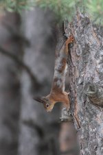 Kazbegi Squirrel 1.jpg