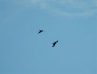 red kites 17-4-11 001.jpg