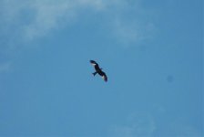 red kites 17-4-11 011.jpg