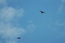 red kites 17-4-11 010.jpg