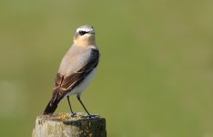 Wheatear.jpg