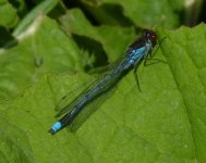 Red eyed Damselfly.jpg