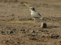 plover ID.JPG