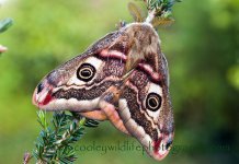 Emperor moth 2468bf.jpg