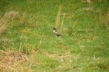 ring ouzel 2.jpg