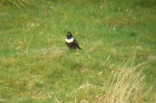 ring ouzel 4.jpg