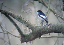 pied fly 1.jpg