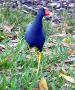 purple-gallinule02-t.jpg