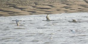 Black-faced Spoonbill and Chinese Egret.jpg