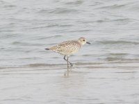 Grey Plover.jpg