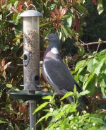 2011-04-20 wood pigeon.jpg