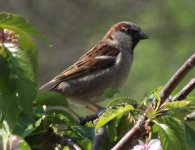 2011-04-20 house sparrow.jpg