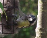 2011-04-20 blue tit.jpg