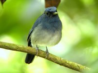 DSCN0227 White-tailed Flycatcher.JPG