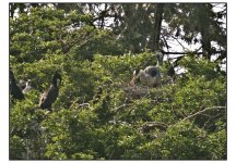 herons & Cormorants.jpg