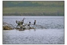 3 Cormorants.jpg