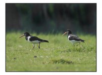 Oystercatchers.jpg