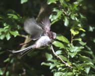 longtailedtit1.jpg