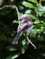 longtailedtit2.jpg