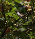 whitethroat3.jpg