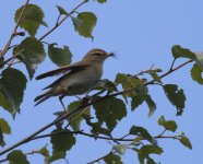 willowwarbler3.jpg