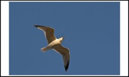 Herring Gull.jpg