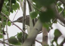 Black-crowned Night Heron.jpg