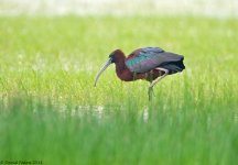 GlossyIbis1SA800.jpg