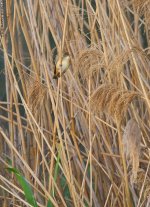 GreatReedWarbler1M800.jpg