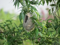Chinese Penduline Tit nest.jpg